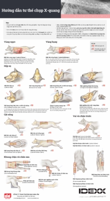 Radiography Positioning Poster